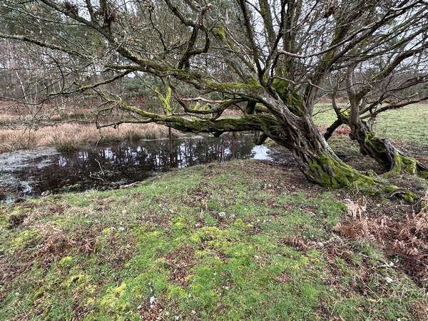 Vue de la randonnée 5 arbres remarquables en forêt de Roumare au départ de Val-de-la-Haye 2, 76
