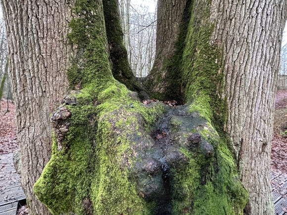 Vue de la randonnée 3 arbres remarquables en forêt de Brotonne au départ de Arelaune-en-Seine, 76