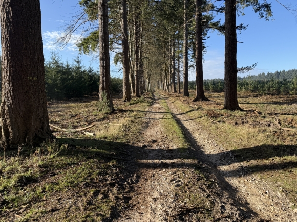 Vue de la randonnée Circuit de la Forêt de Mauny au départ de Yville-sur-Seine 2, 76